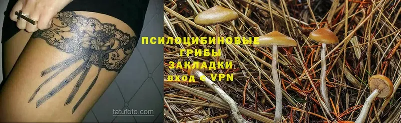 Псилоцибиновые грибы Magic Shrooms  магазин продажи   Арск 